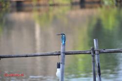 IJsvogel in Bangkok.